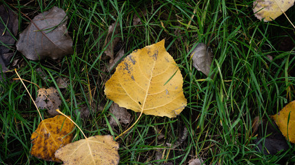 Autumn Leaves By Grass