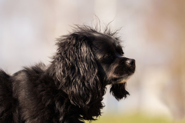 Little dog looks up waiting for food