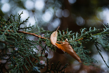 Close-Up Of Autumn Leaves Hanging From Branch Of Tree