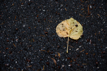 Autumn Leaf Fallen On The Ground