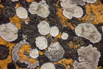 Текстуры, фактуры. Мхи и лишайники.