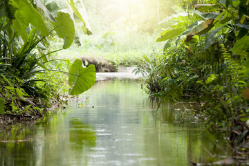 Fototapeta na wymiar Small river in the jungle of countryside.