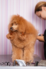 Dog grooming process. Miniature red poodle standing on the table while being brushed and styled by a professional groomer.