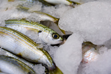 Close-Up Of Freshly Caught Bogue Fish Or Boops Boops For Sale In The Greek Fish Market