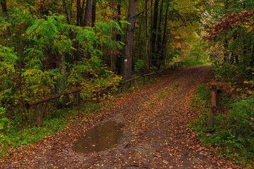 Forest path on a rainy autumn day in the Tricity Landscape Park, Gdansk, Poland