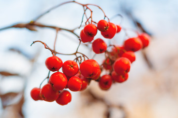 Close up view of a red rowan berries against the background of dry branches and a gray sky in bokeh