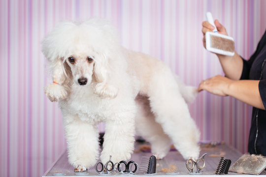 Dog grooming process. Miniature white or apricot poodle sits on the table while being brushed and styled by a professional groomer.