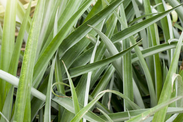Obraz premium Green pineapple leaf for background.