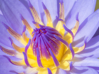 Close up pollen of purple lotus blossom