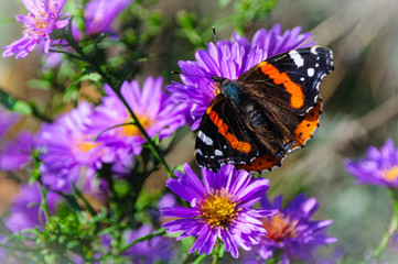 Butterfly with garden flowers