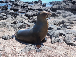 Galapagos Sea lion at San Cristobal in the Galapagos Islands