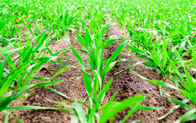 Winter wheat October field. Green plants of winter wheat. 