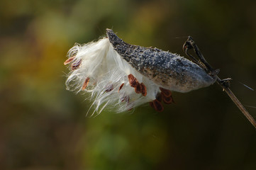 Mature fruits and seeds
