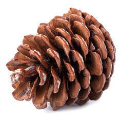 Pine cone isolated on a white background