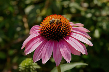 Collecting pollen. Flower with bent roses pets.  