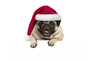 cute Christmas  pug puppy dog wearing red santa hat hanging with paws on blank white banner, isolated on white background