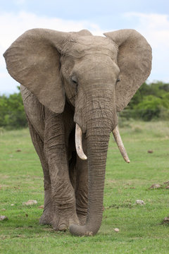 Young bull elephant