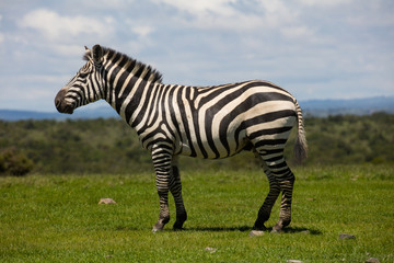 Fototapeta na wymiar Portrait of a plains zebra stallion