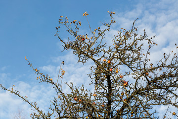 apple tree in winter still bearing fruit