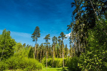 Fototapeta premium A beautiful forest in sunny day
