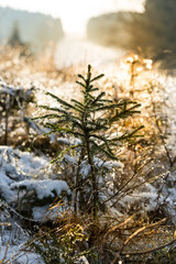 little tree with dewdrops