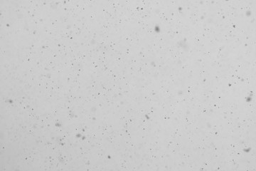 Blink of blizzard, snowstorm, windstorm.