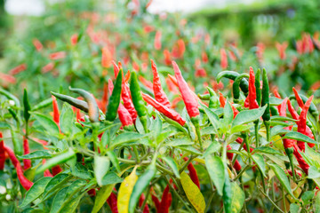 Chili peppers and organic vegetable agricultural garden