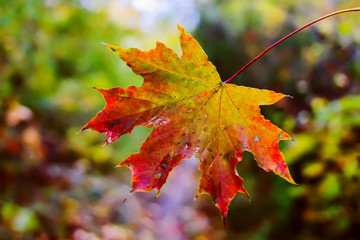 lonely autumn leaf. loneliness