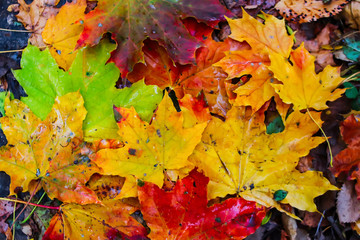 Naklejka na ściany i meble autumn colorful maple leaves in the rain. background
