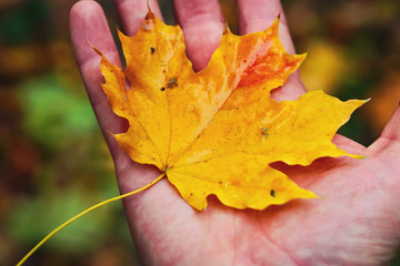 autumn yellow maple leaf on hand