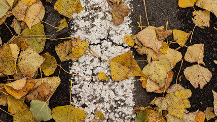 Autumn Leaves On The Asphalt Concrete Pavement
