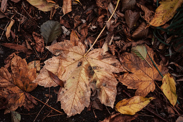 Autumn Leaves On The Asphalt Concrete Pavement