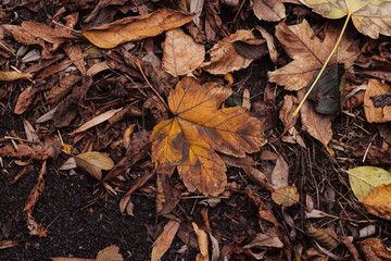 Autumn Leaves On The Asphalt Concrete Pavement