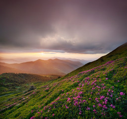 Naklejka na ściany i meble Flowes in the mountains during sunrise. Beautiful natural landscape in the summer time