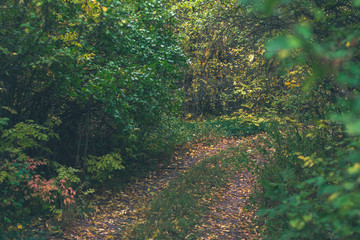 Autumn day landscape. Autumn forest after rain.