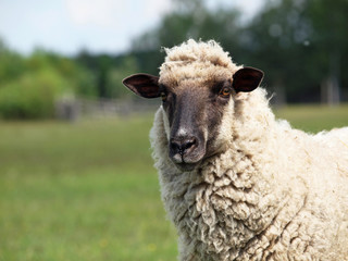 Sheep portrait on a natural background