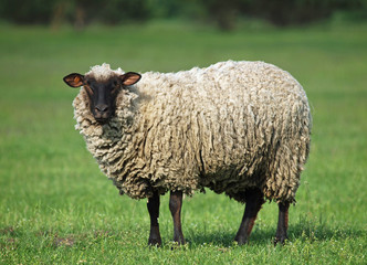 Fototapeta premium Sheep portrait on a green grass