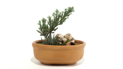 Garden in Tray isolated on white background