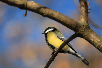 Fototapeta premium titmouse on a branch
