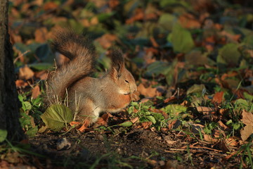 wild squirrel in the park