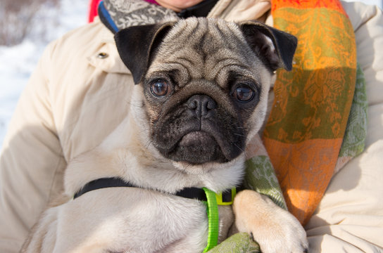 Dog Pug. In Latin Mulum in parvo.