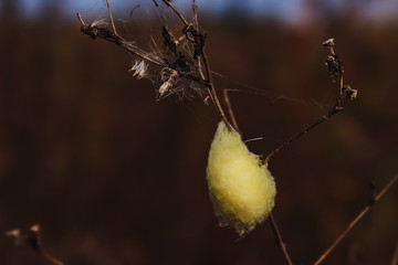 Spider eggs on the grass