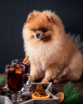 Pomeranian dog in Christmas decorations and with a glass of mulled wine. A dog with a glass of mulled wine