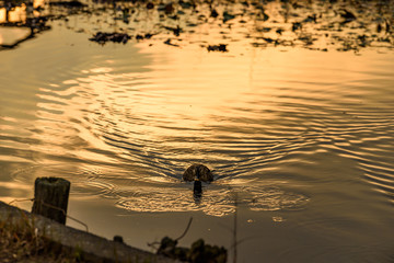 泳ぐカモ