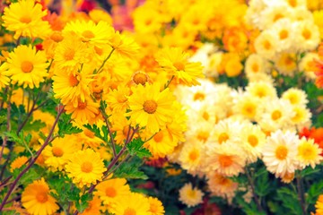 Yellow chrysanthemum flowers