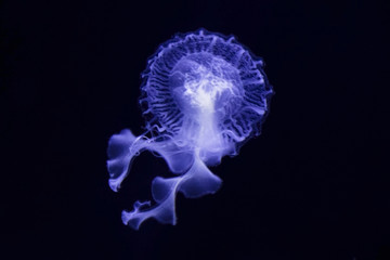 Jellyfish are mainly free-swimming marine animals with umbrella-shaped bells 