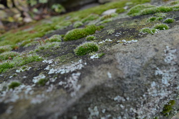 green grave
