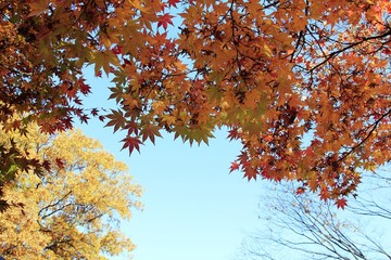 Fototapeta na wymiar Maple leaves with blue sky in autumn