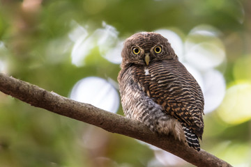 Brown fish owl