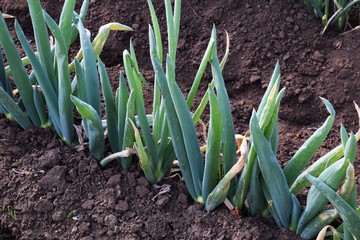 Obraz premium ネギ栽培